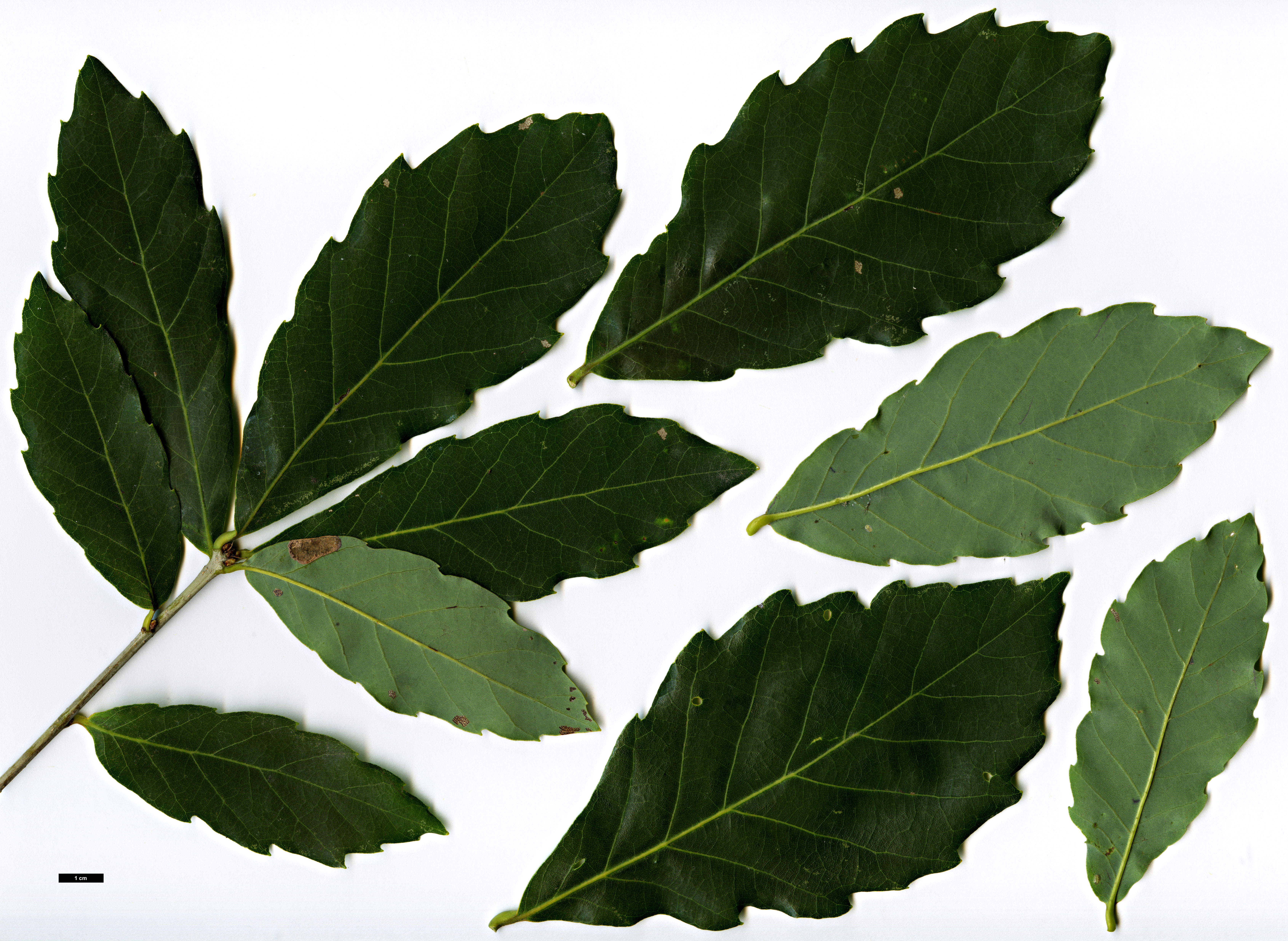 High resolution image: Family: Fagaceae - Genus: Quercus - Taxon: serrata - SpeciesSub: var. brevipetiolata 